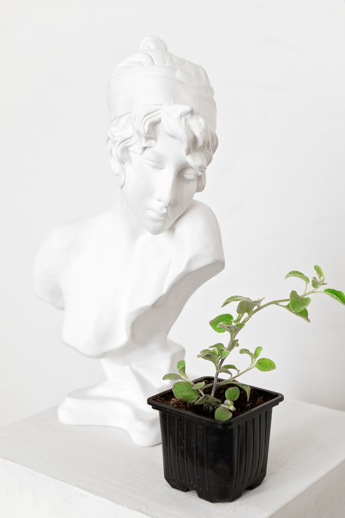 Buste Vénus — Collection Signature